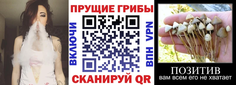 Галлюциногенные грибы MAGIC MUSHROOMS  omg зеркало  Туринск  где найти  